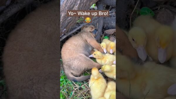 Cute Overload Puppies & Ducklings Together